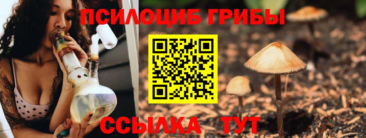 Псилоцибиновые грибы Cubensis  купить наркотики цена  Волгодонск 